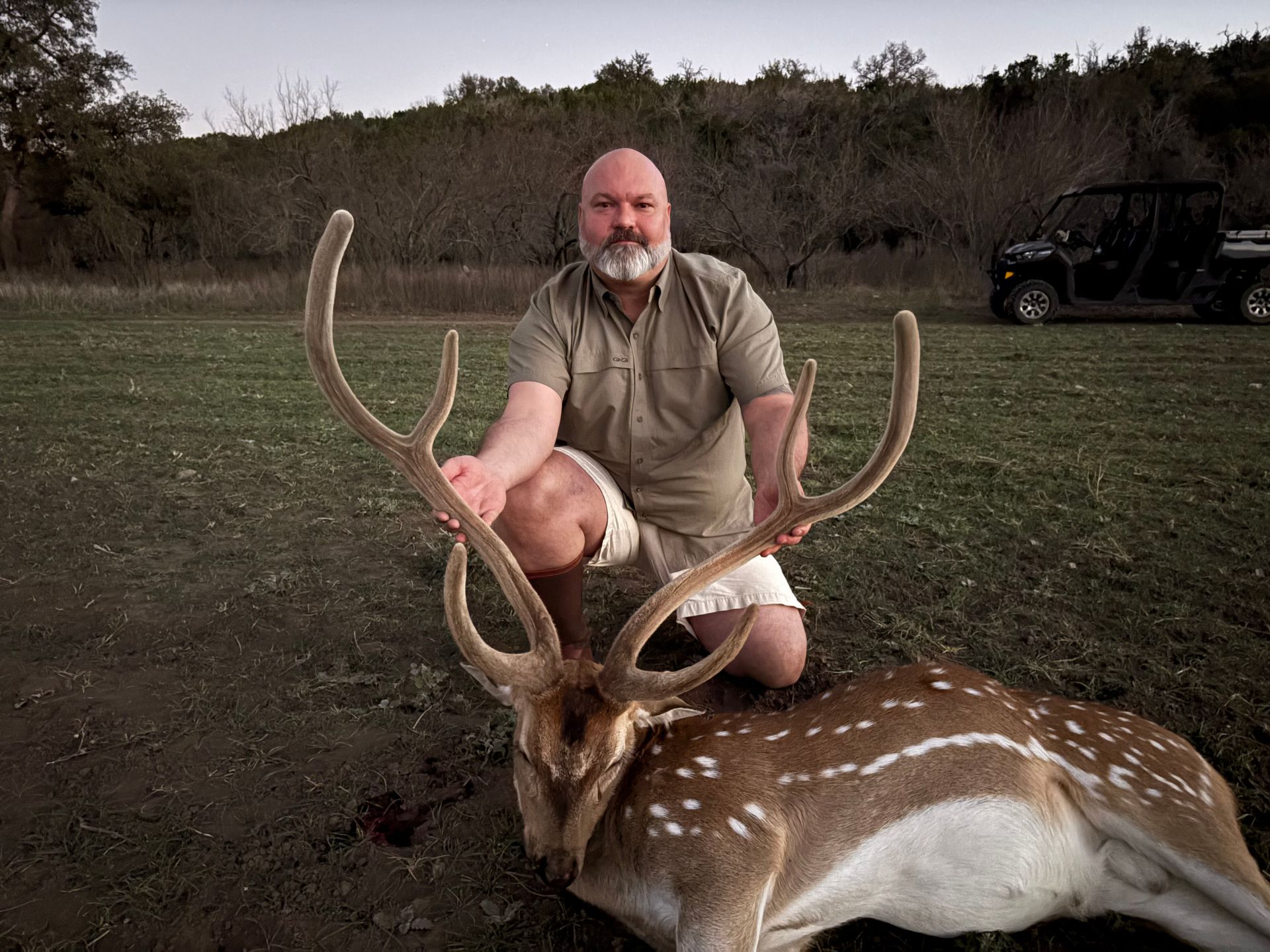 Man kneeling next to a spotted deer with large antlers in a field.  A utility vehicle is in the background.