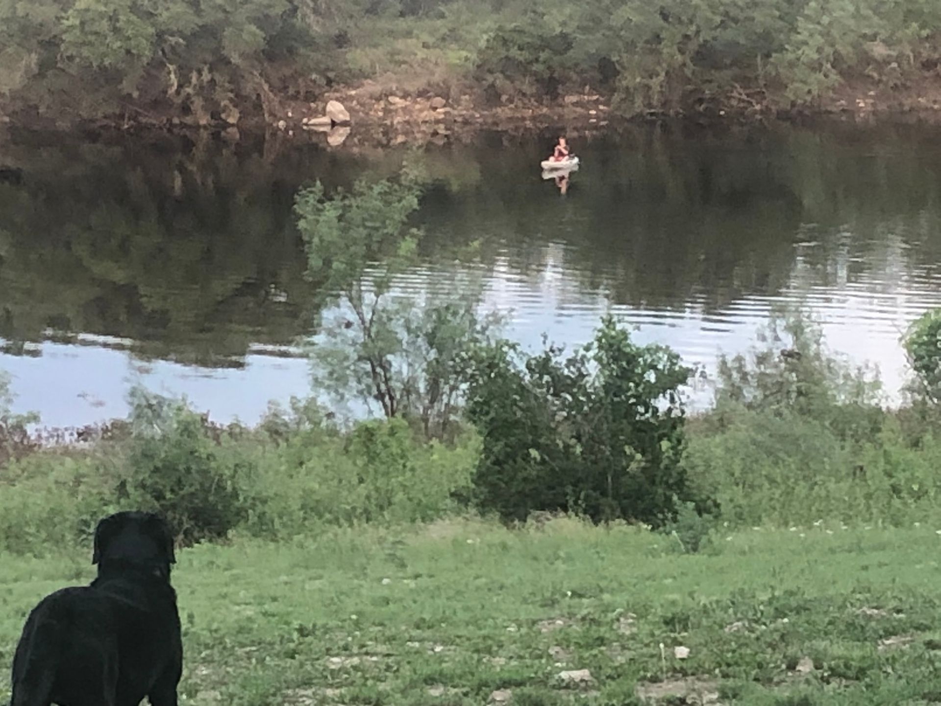 Black dog looking at a boat with a person on a calm river; lush green banks on either side.