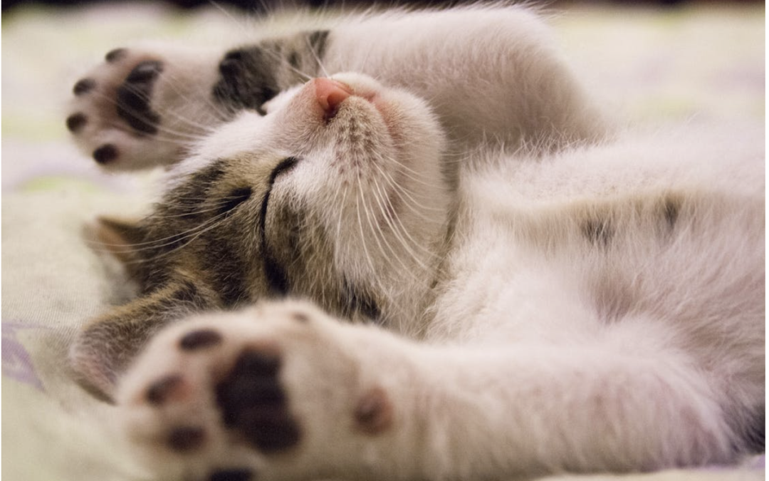 A kitten is sleeping on its back on a bed.