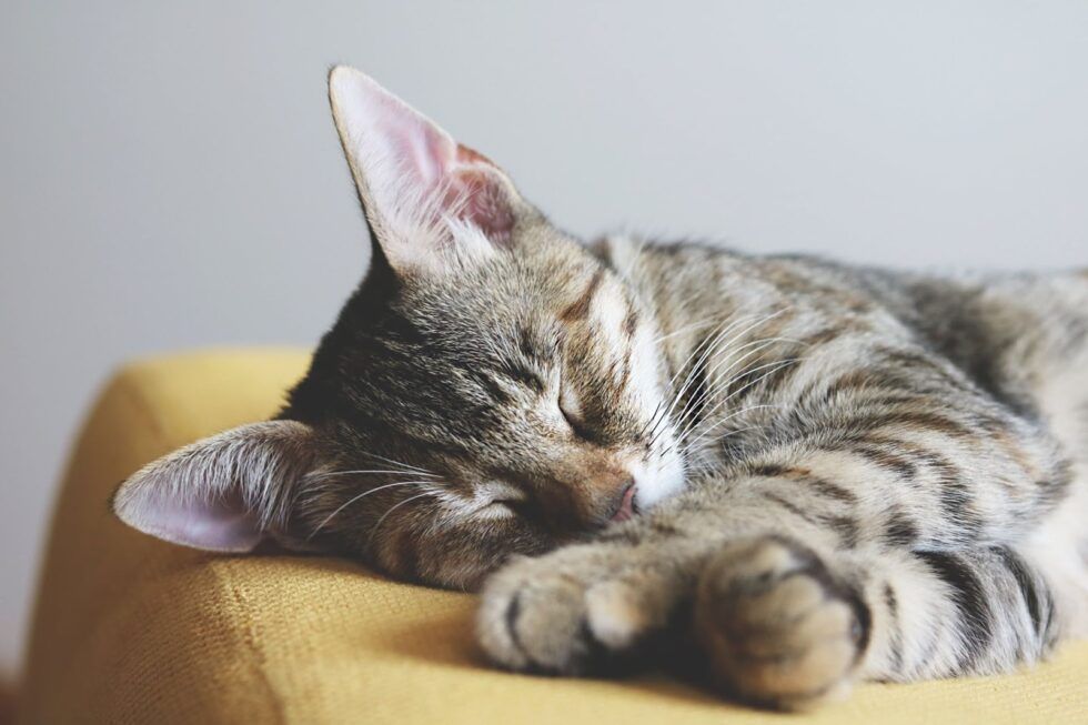 A cat is sleeping on a yellow couch.