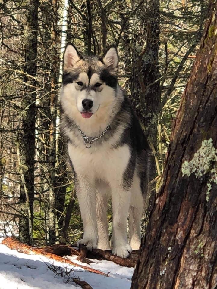 are malamutes protective