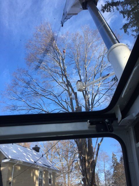 View from inside a cab, looking up at a tree being trimmed by a worker in a bucket lift on a sunny day.