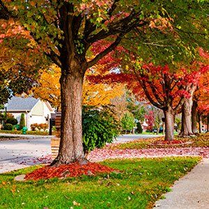 Maintained Trees — Shoreline, WA — Quinn's Arbor Care