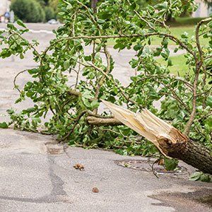 Broken Tree Branch — Shoreline, WA — Quinn's Arbor Care