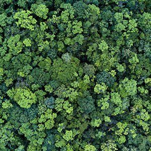 Tree Landscape — Shoreline, WA — Quinn's Arbor Care