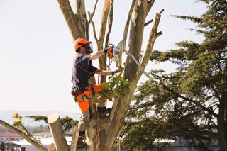 Tree Trimming — Shoreline, WA — Quinn's Arbor Care