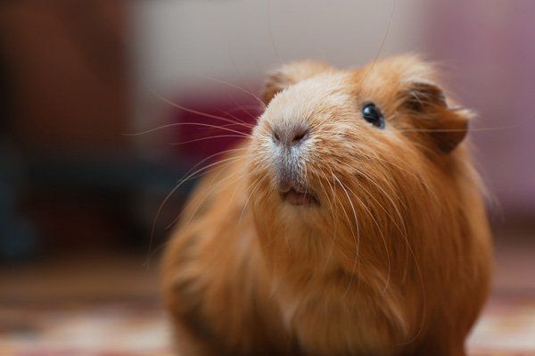 guinea pig
