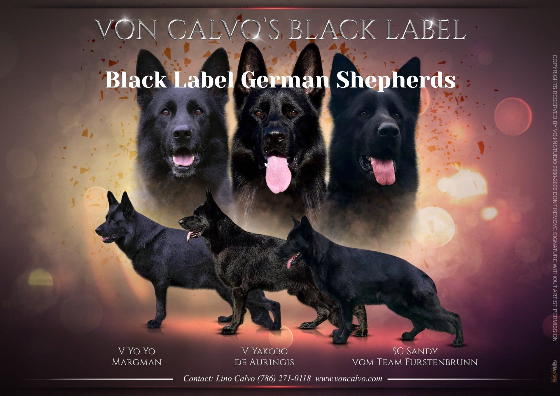 Black Label German Shepherds 
