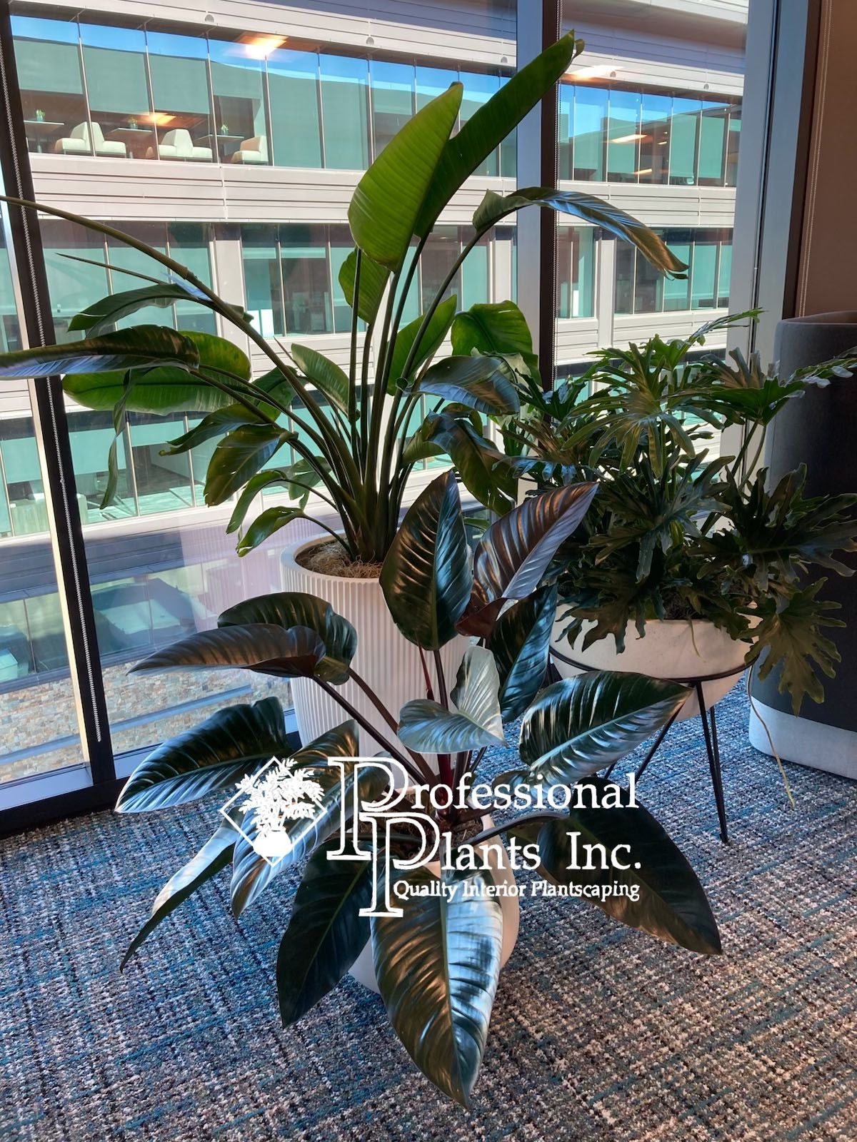 Interior plants in white pots near a window, office setting, with a cityscape background.