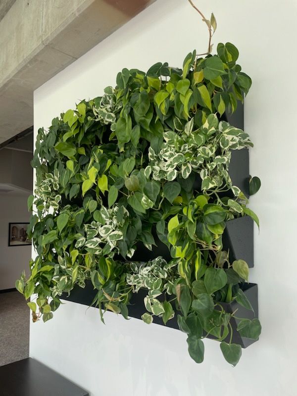 Green wall of varied foliage, with a light fixture above.