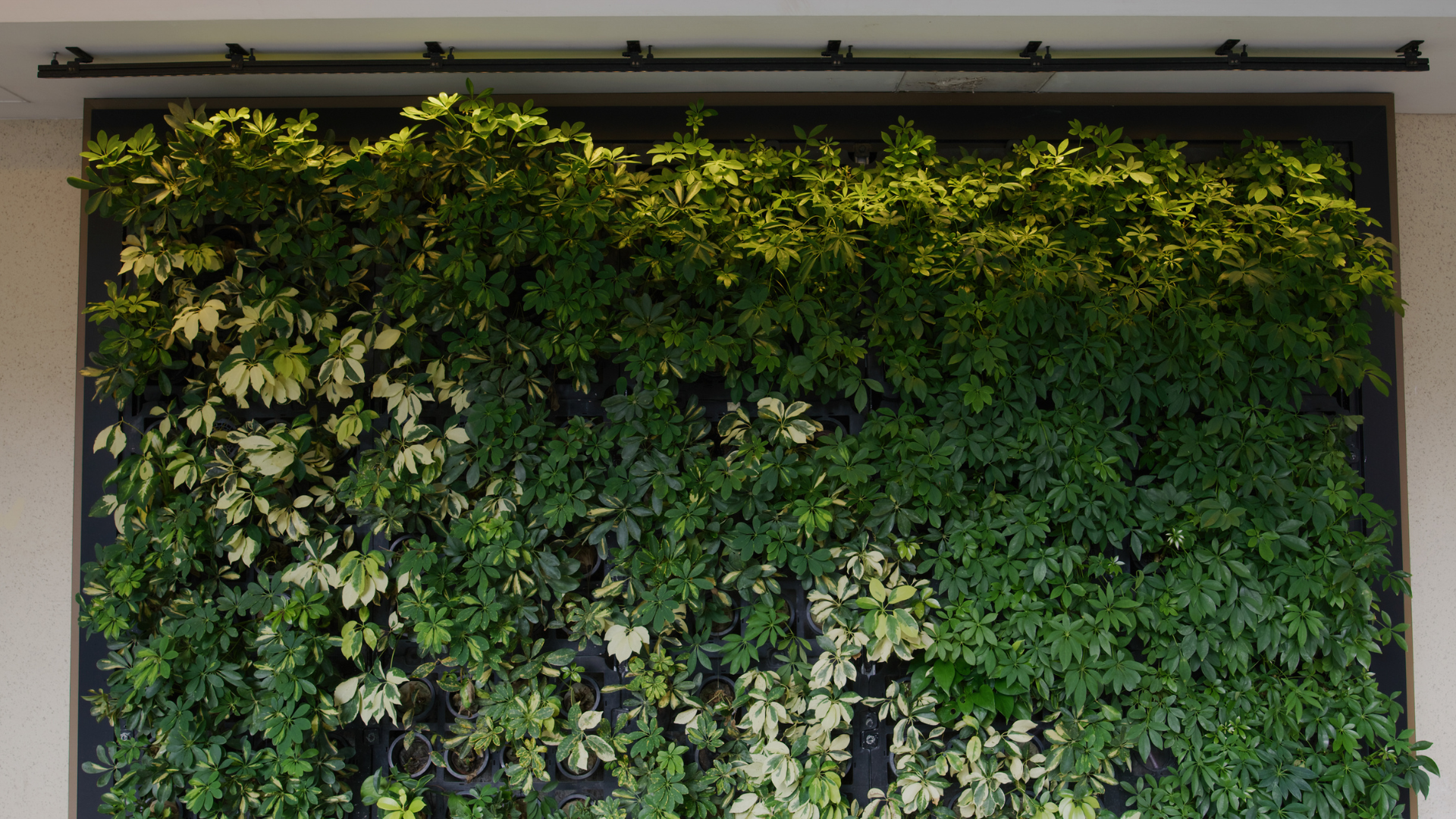 Green wall of varied foliage, with a light fixture above.