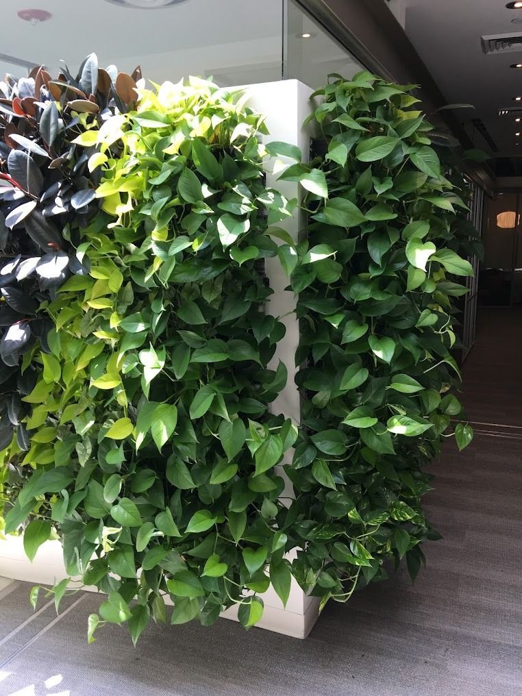 Green vertical garden wall with cascading foliage.