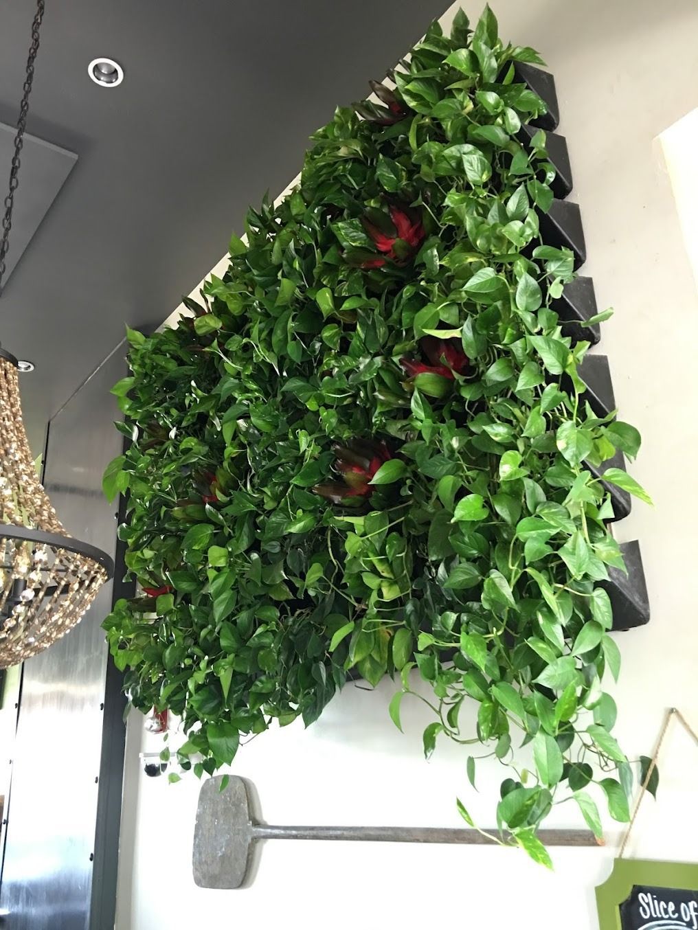 Living wall of green plants with red accents against a white wall in a cafe setting.