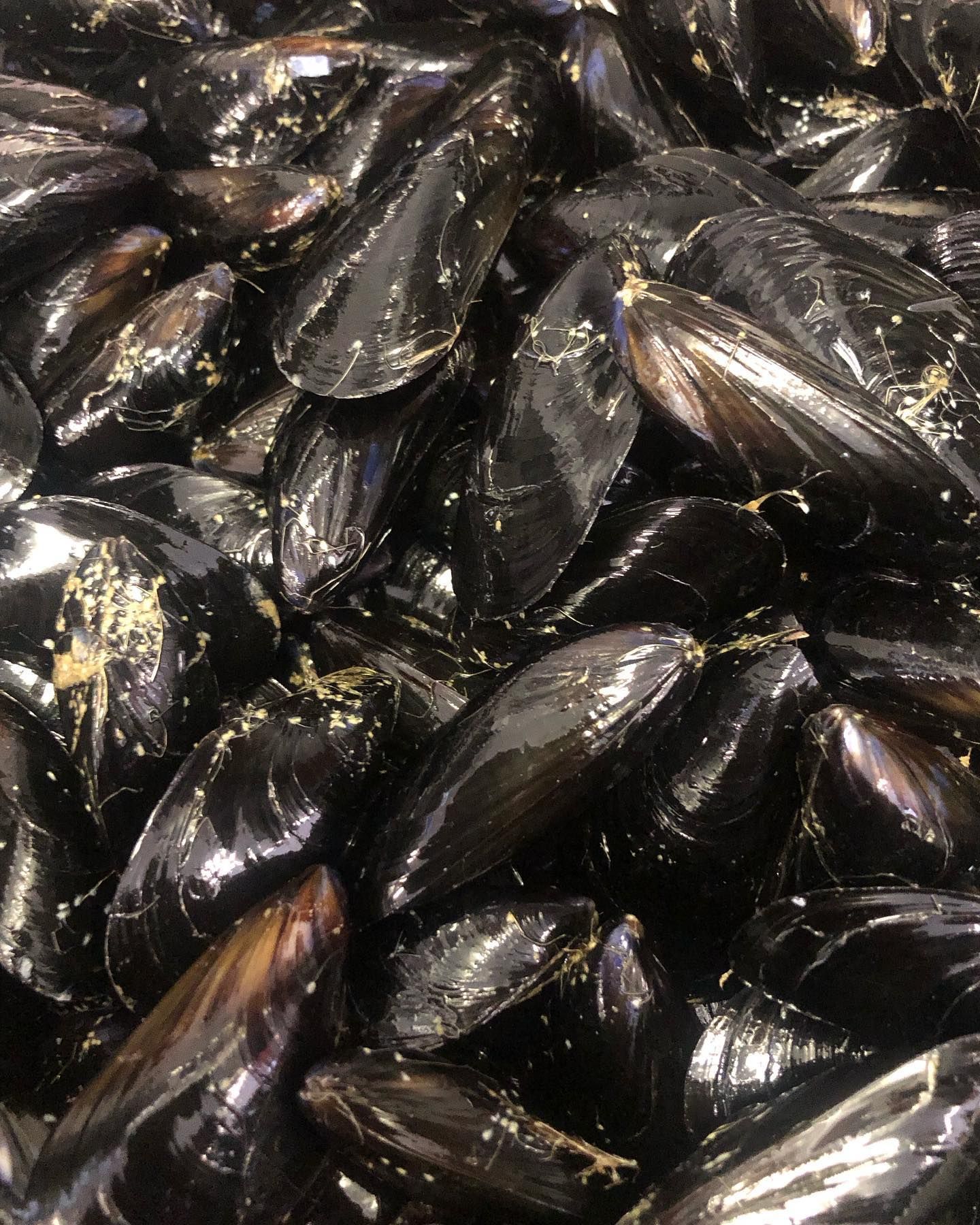 cozze