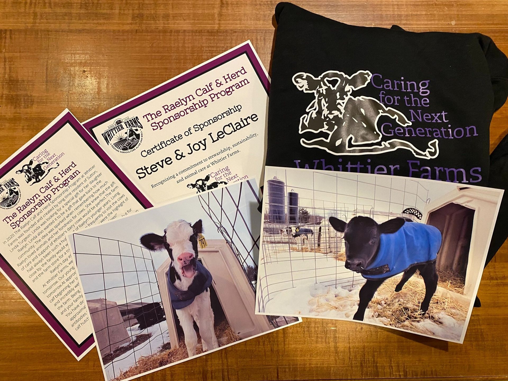 A cow wearing a blue jacket is surrounded by papers and a sweatshirt