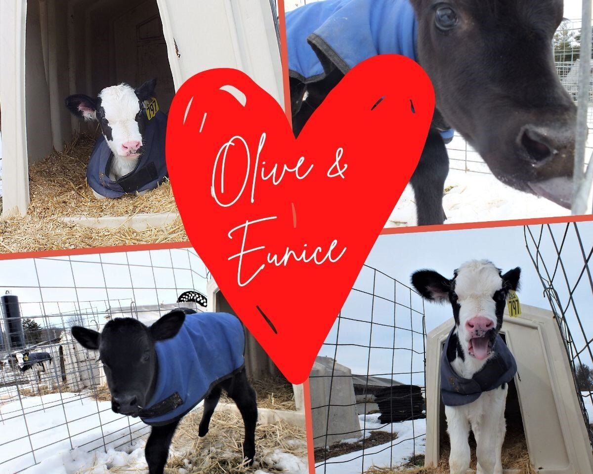 A collage of pictures of cows with a red heart that says
