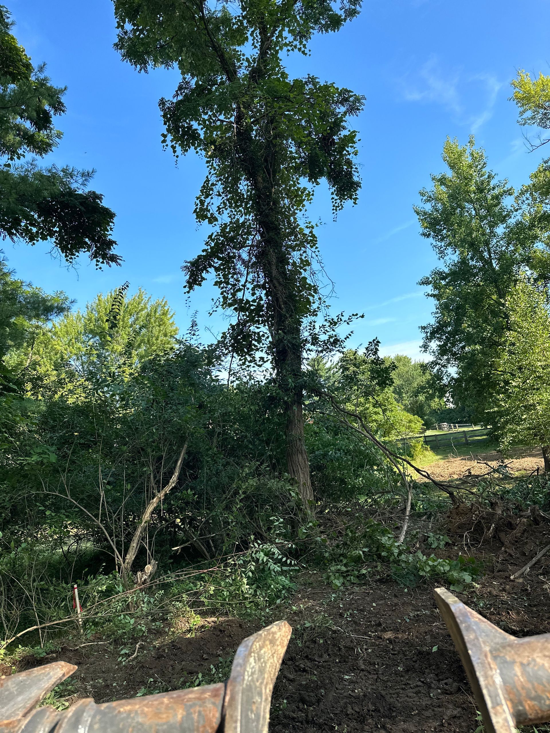 A tall tree stands in a clearing with scattered brush in the foreground and metal machinery parts at the bottom.