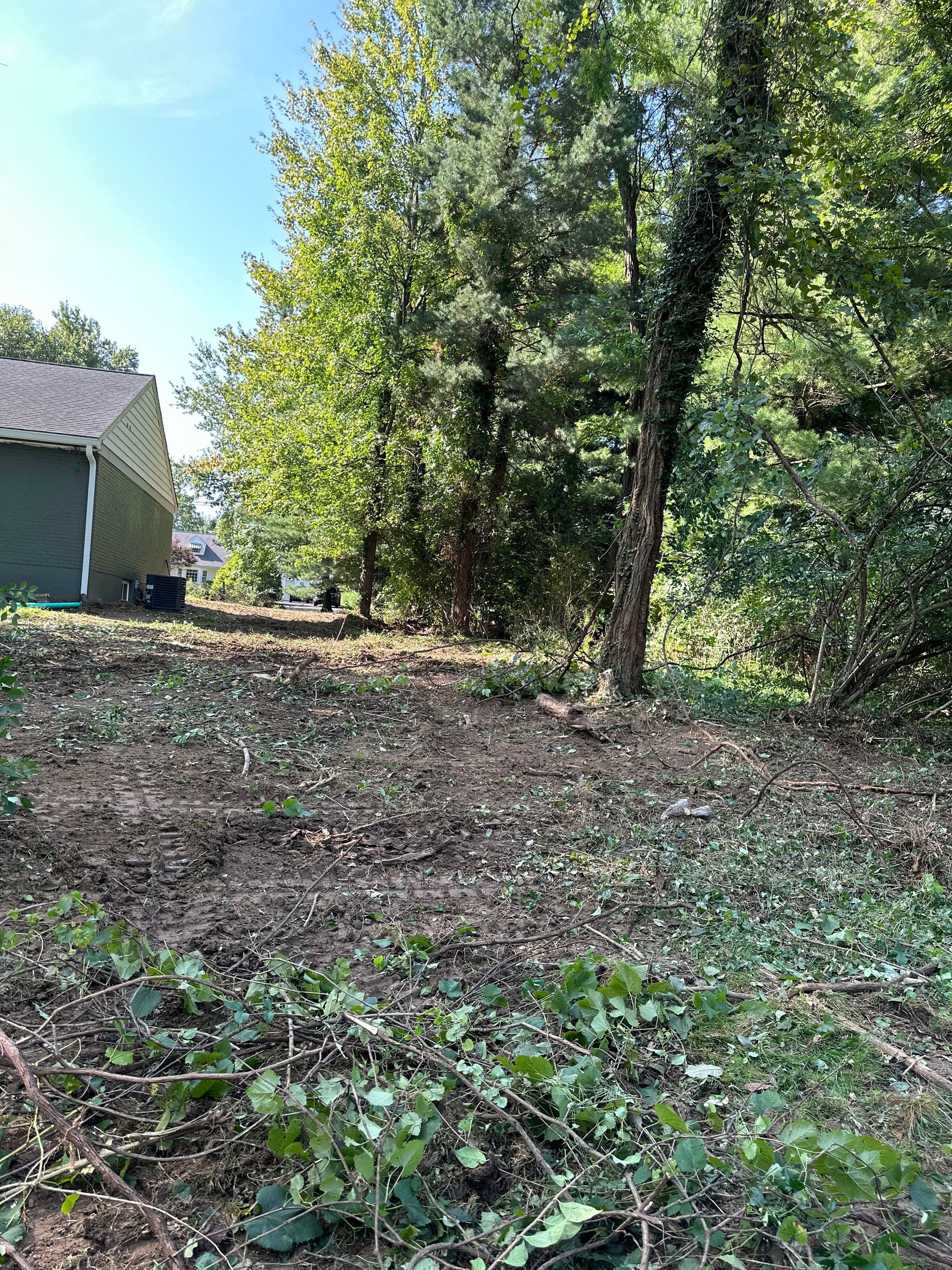 A section of a yard after clearing brush, featuring scattered leaves, bare soil, and a line of trees next to a house.