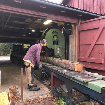 mand inspicerer træ på savtransportør