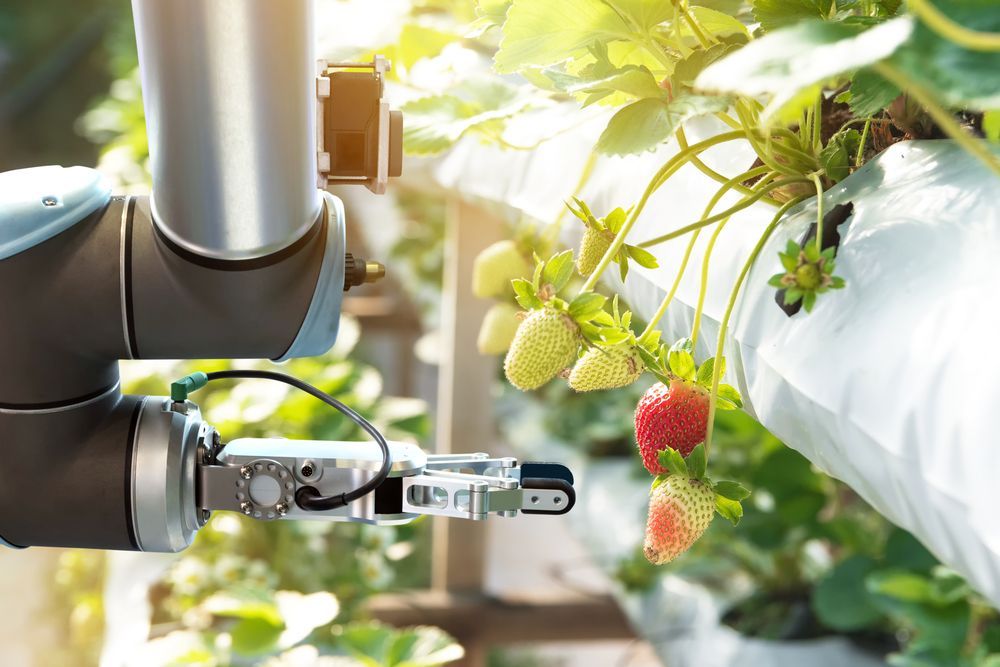 internet of things strawberry farm