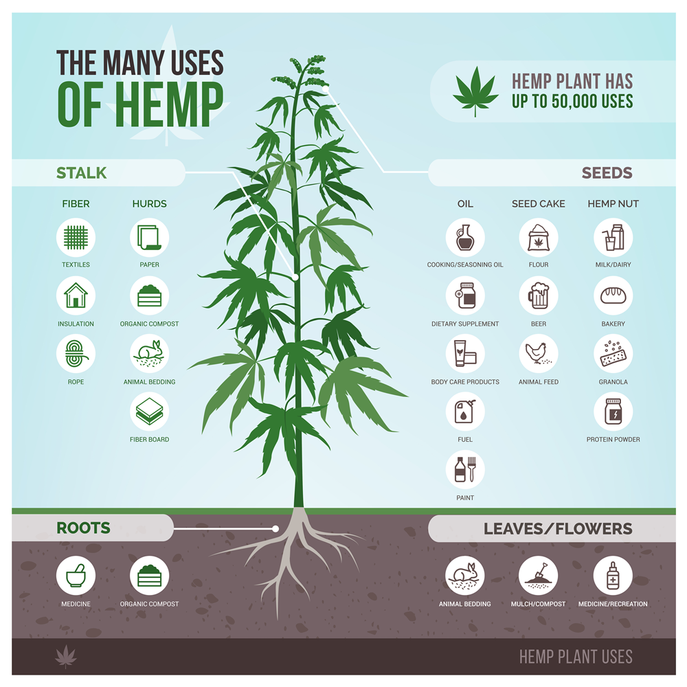 Infographic showing various uses of the hemp plant's stalk, seeds, roots, and leaves/flowers.