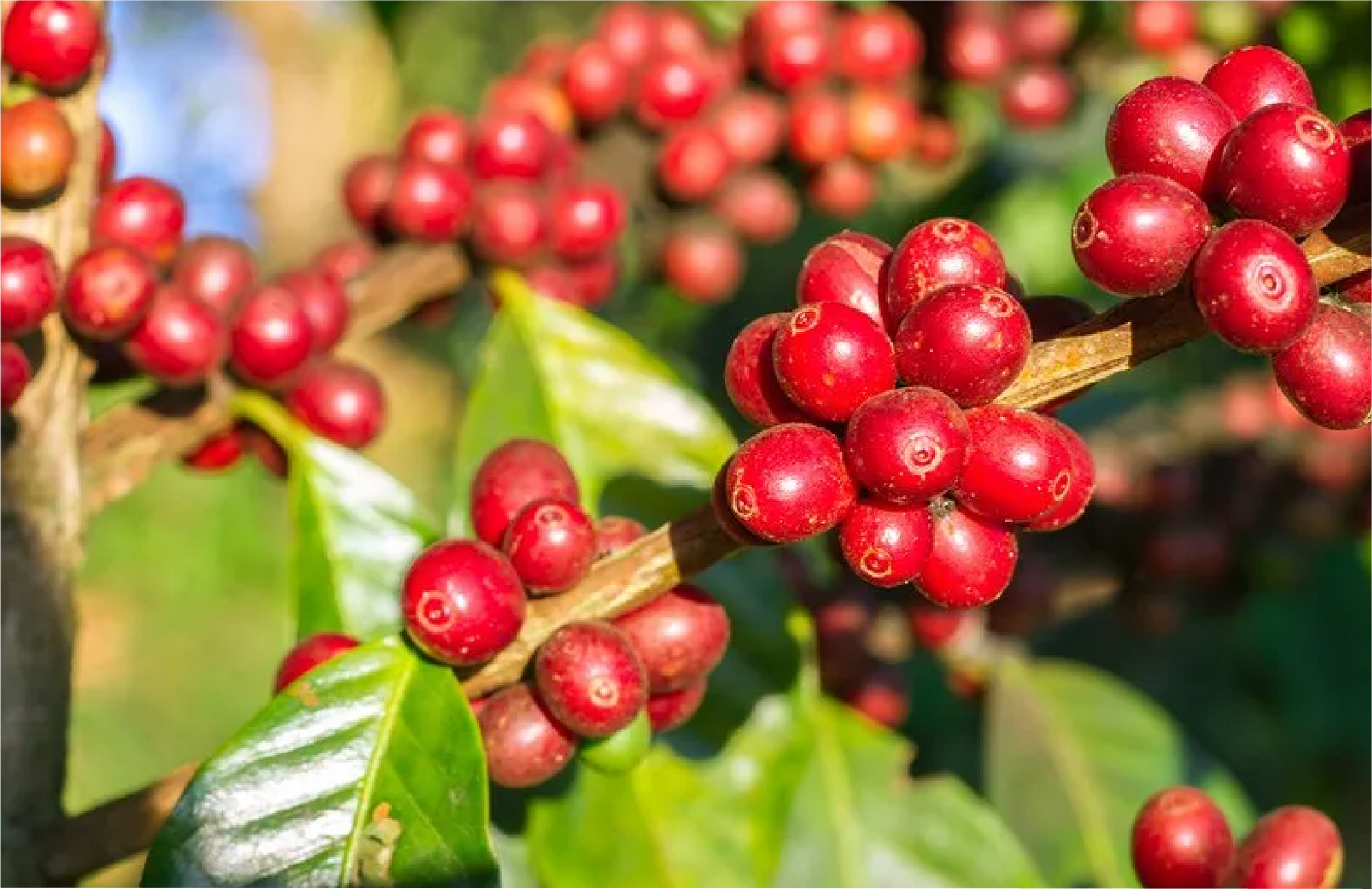 Un montón de granos de café rojos creciendo en la rama de un árbol.