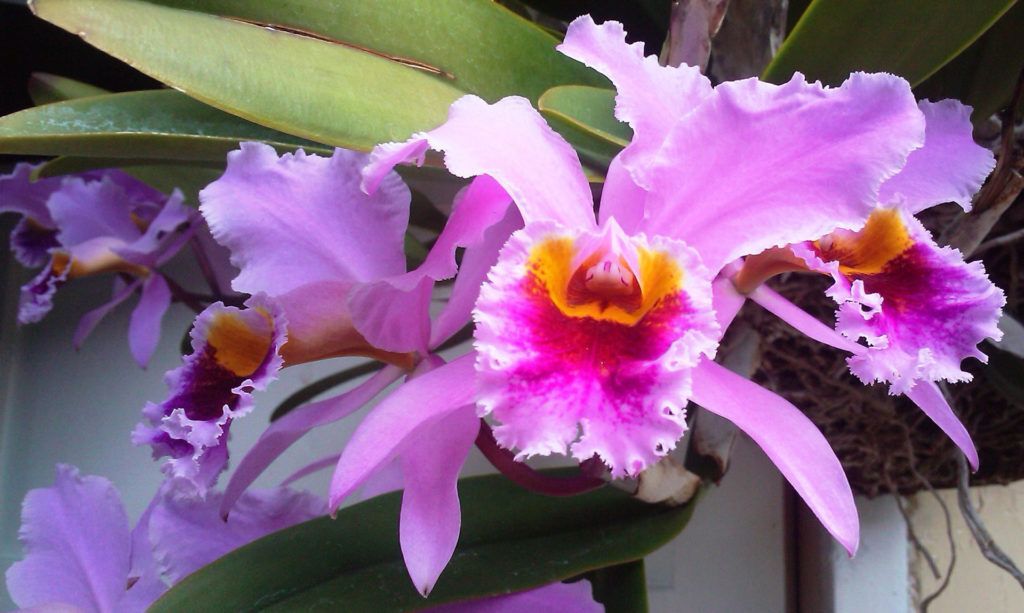 Una gran piscina con sombrillas y sillas alrededor hotel lagoon llanogrande
