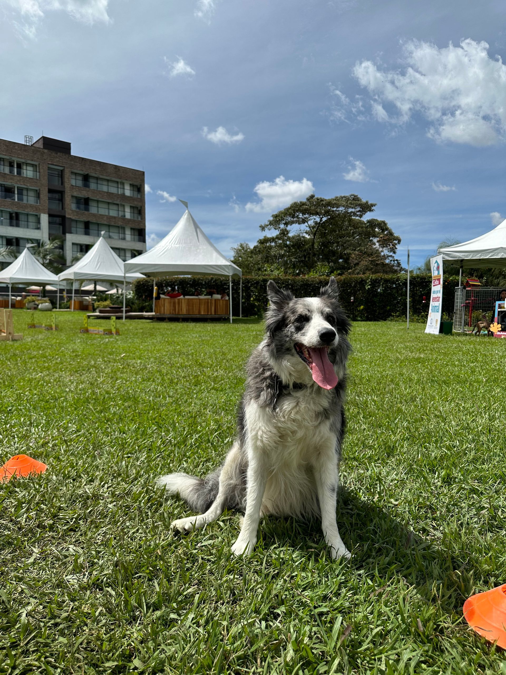 Un grupo de perros está parado en un parque al atardecer.