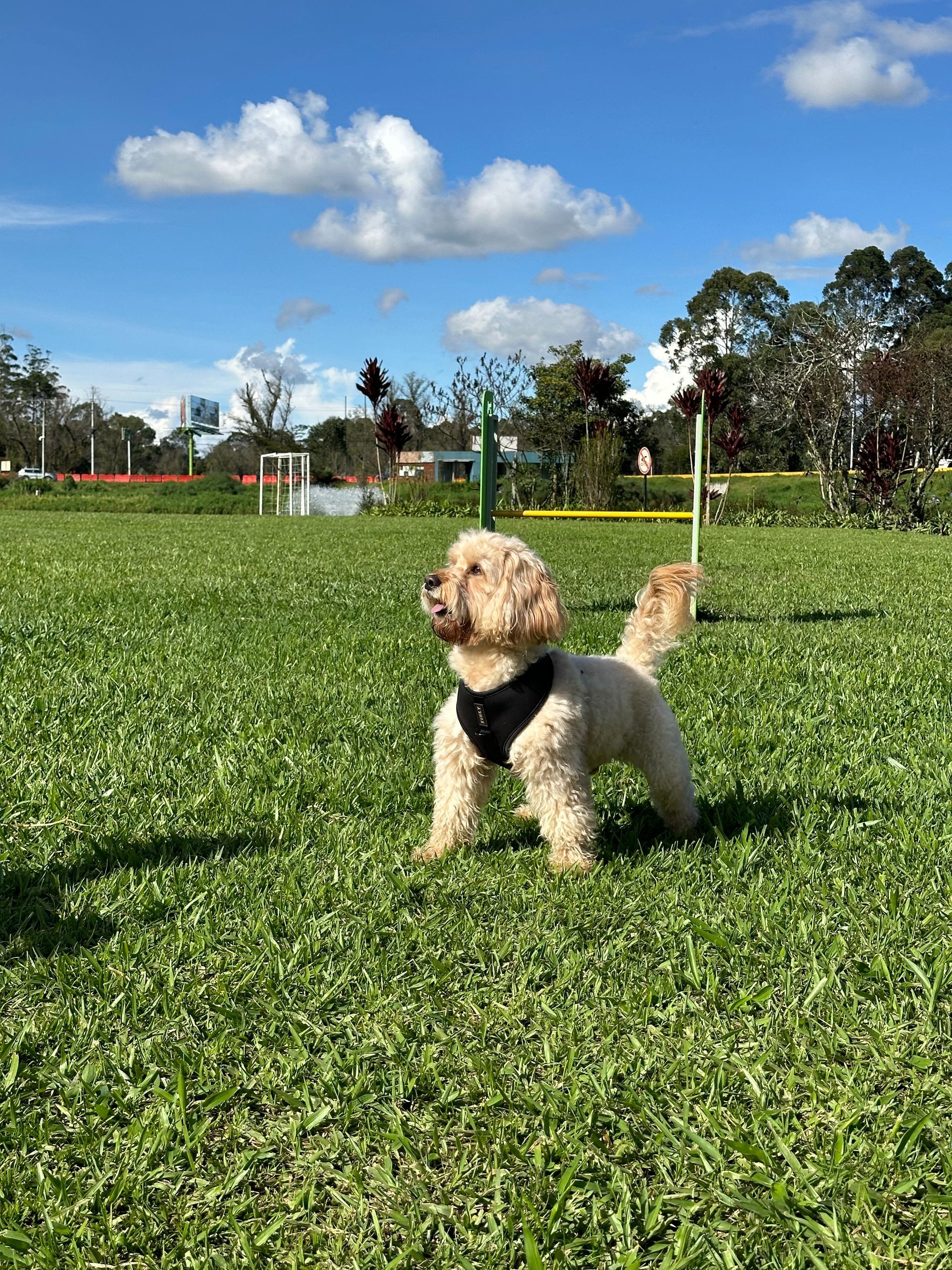 Un perro salta en el aire para atrapar una pelota de tenis.