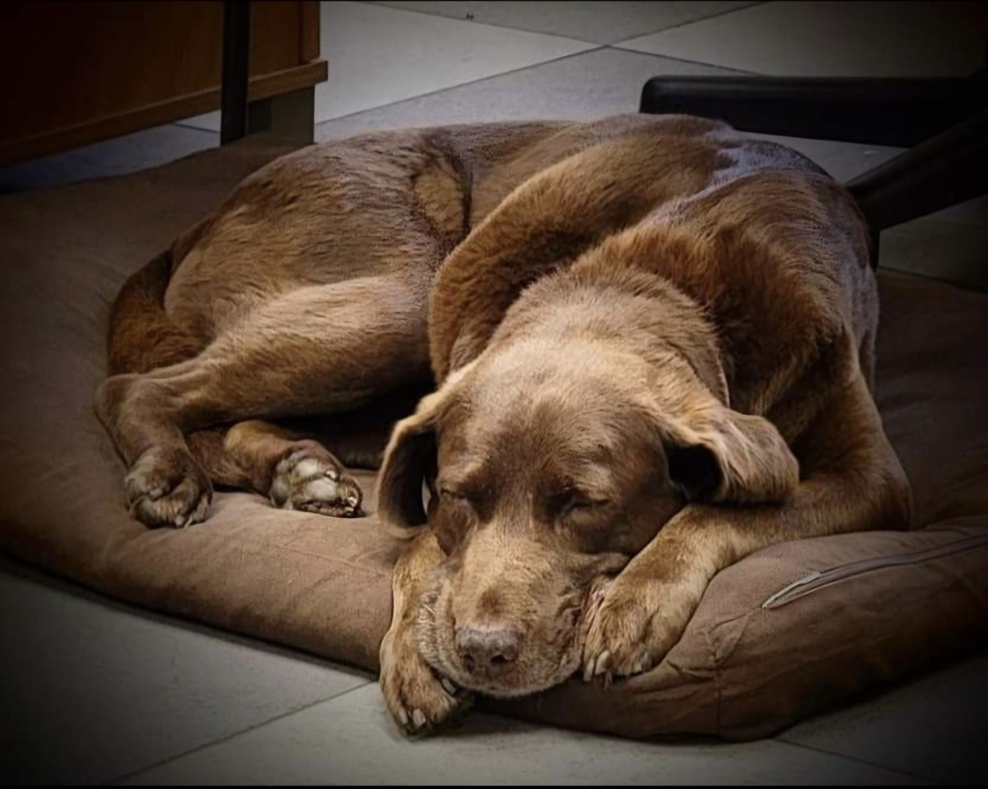 Shop's Dog  | Japanese Auto Masters