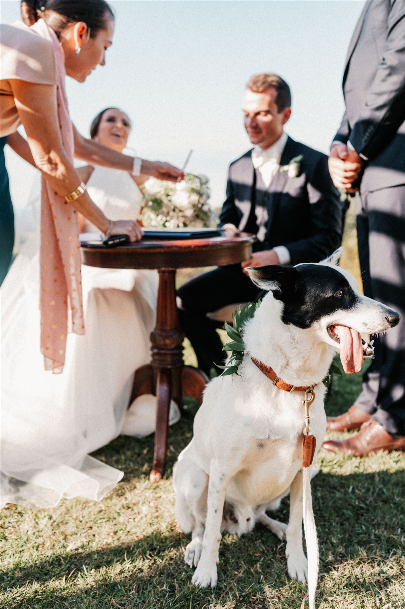 Maleny manor elegant wedding with bride and groom and their fur baby black and white dog