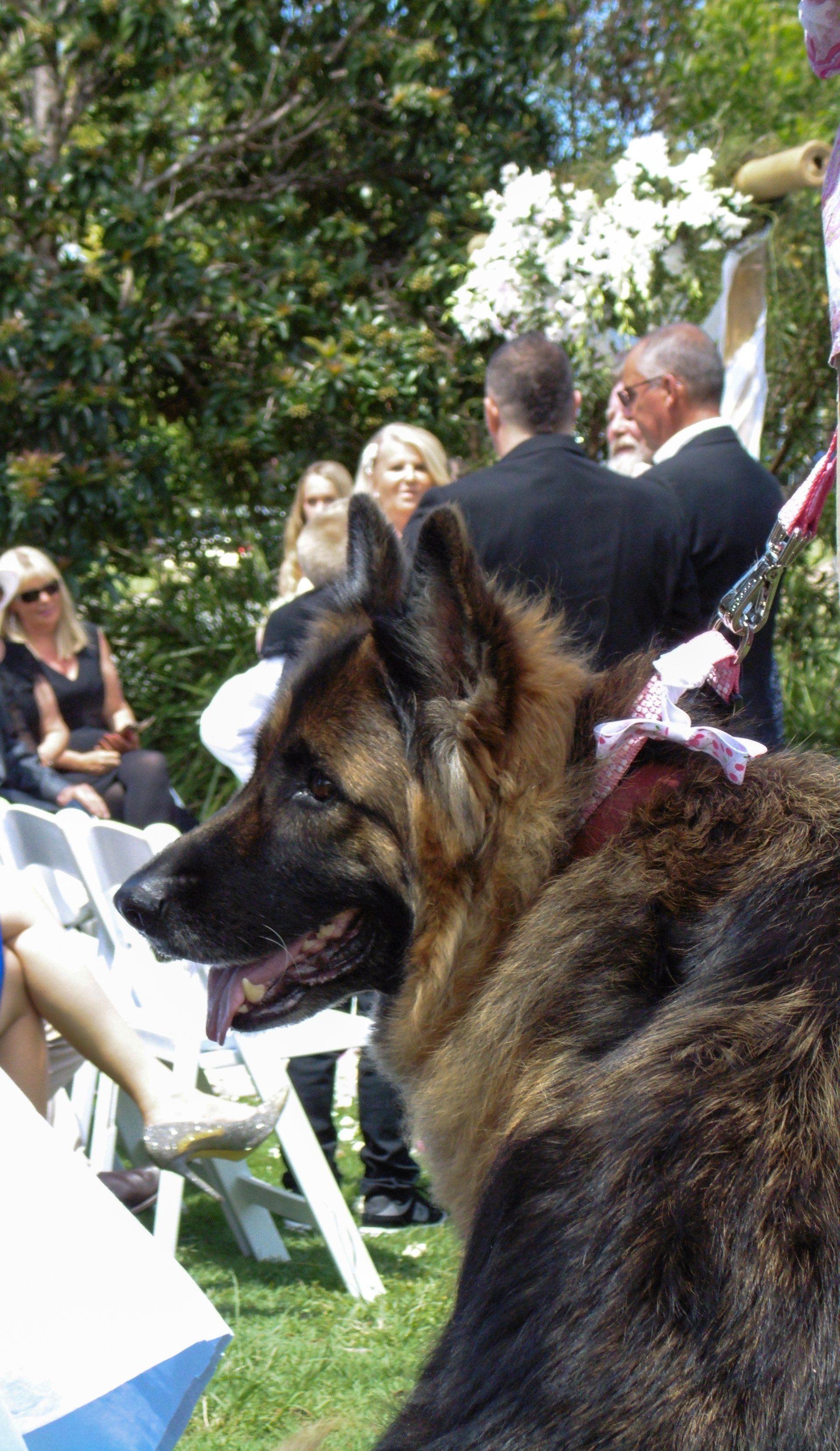 beautiful big soft German shepherd dog watching his mum and dad the bride an d groom marry in a park, he has the rings