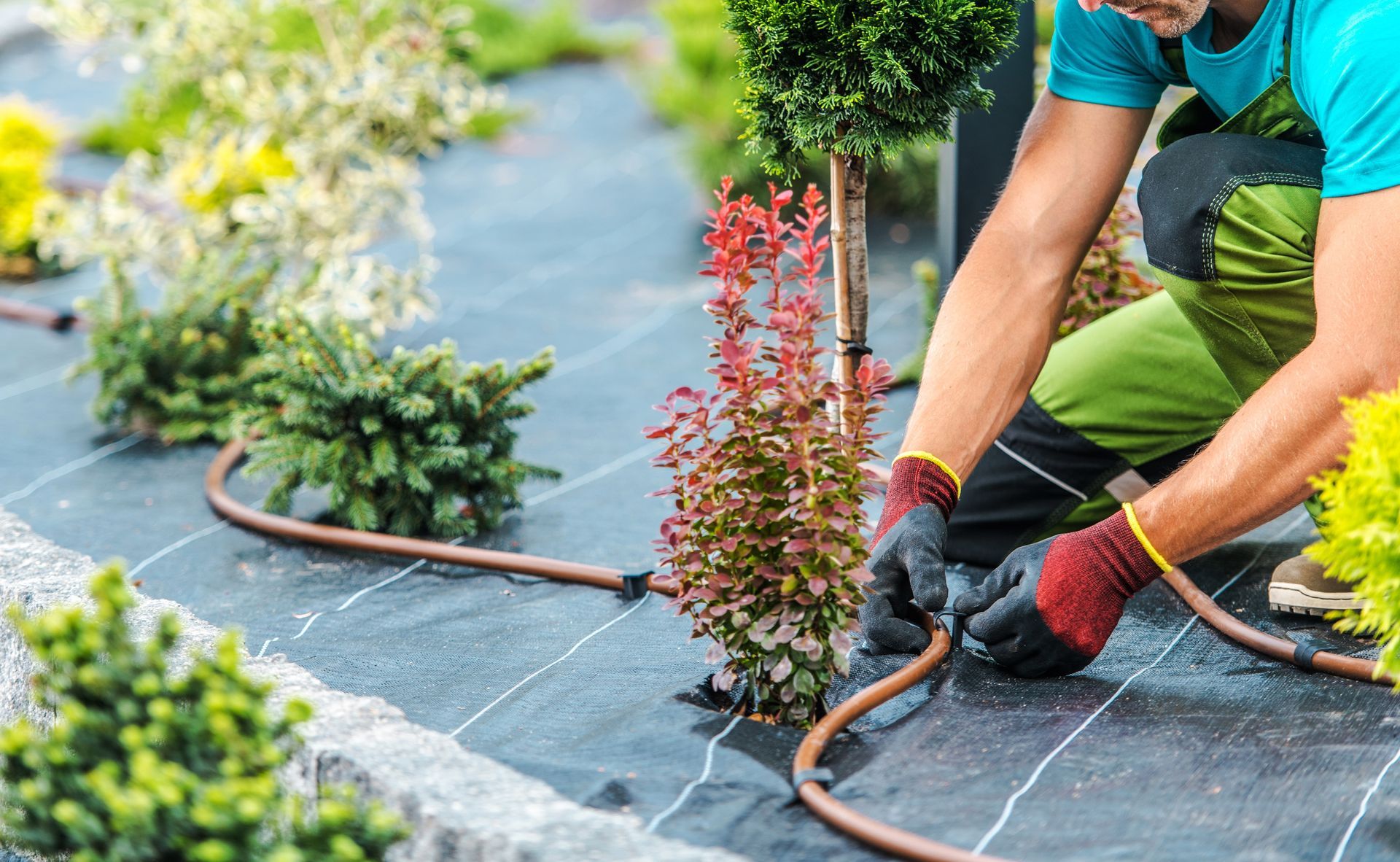 A man is kneeling down in a garden watering plants with a hose.