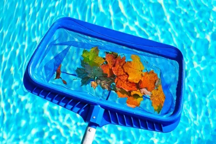 Close-up of a blue pool skimmer net catching colorful autumn leaves.