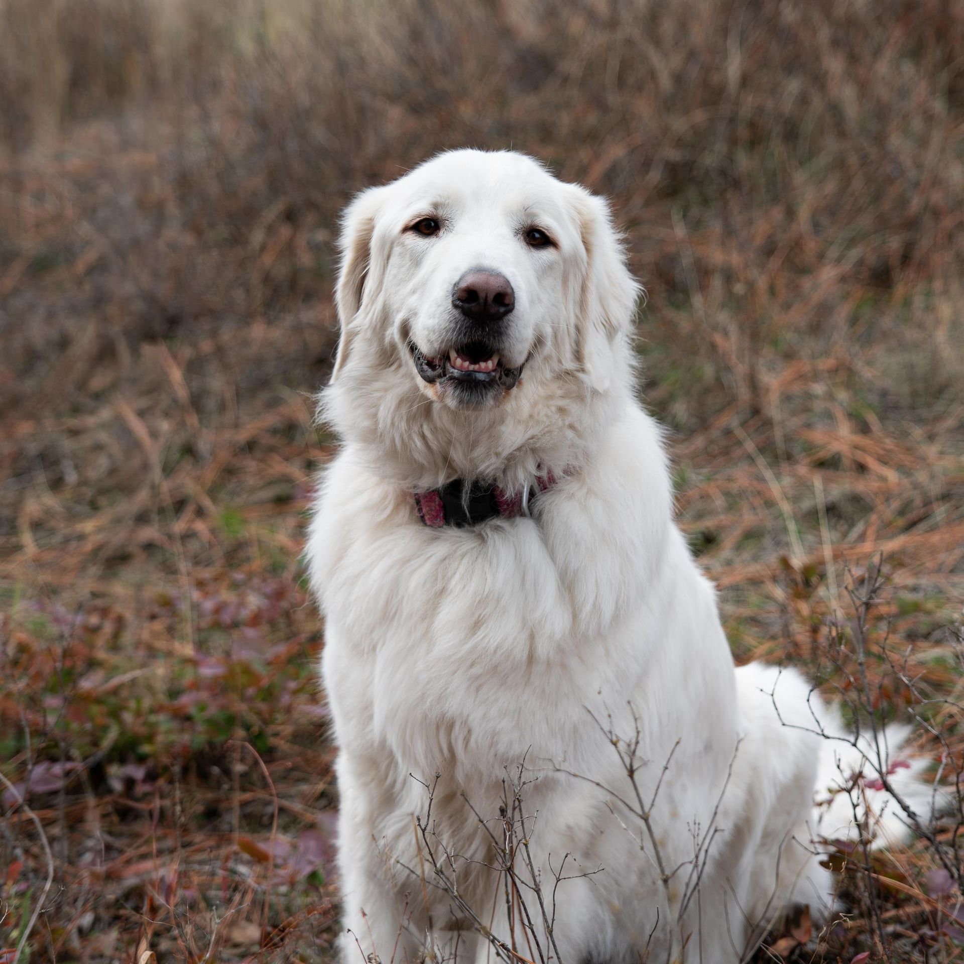 White fluffy dog sitting in dry grass, facing the camera with a red collar.