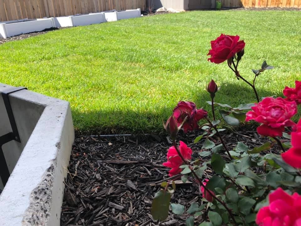 A lush green lawn with red roses in the foreground