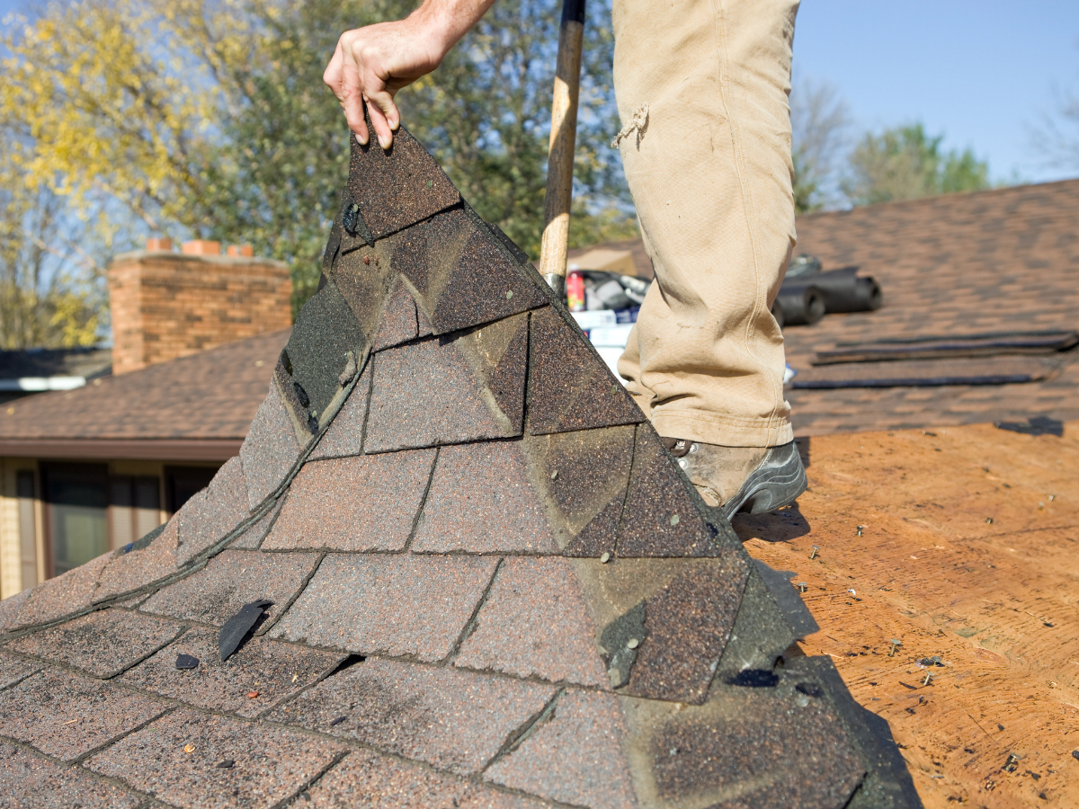 A person peels away a damaged section of brown asphalt shingles from a roof, revealing the wooden decking underneath.