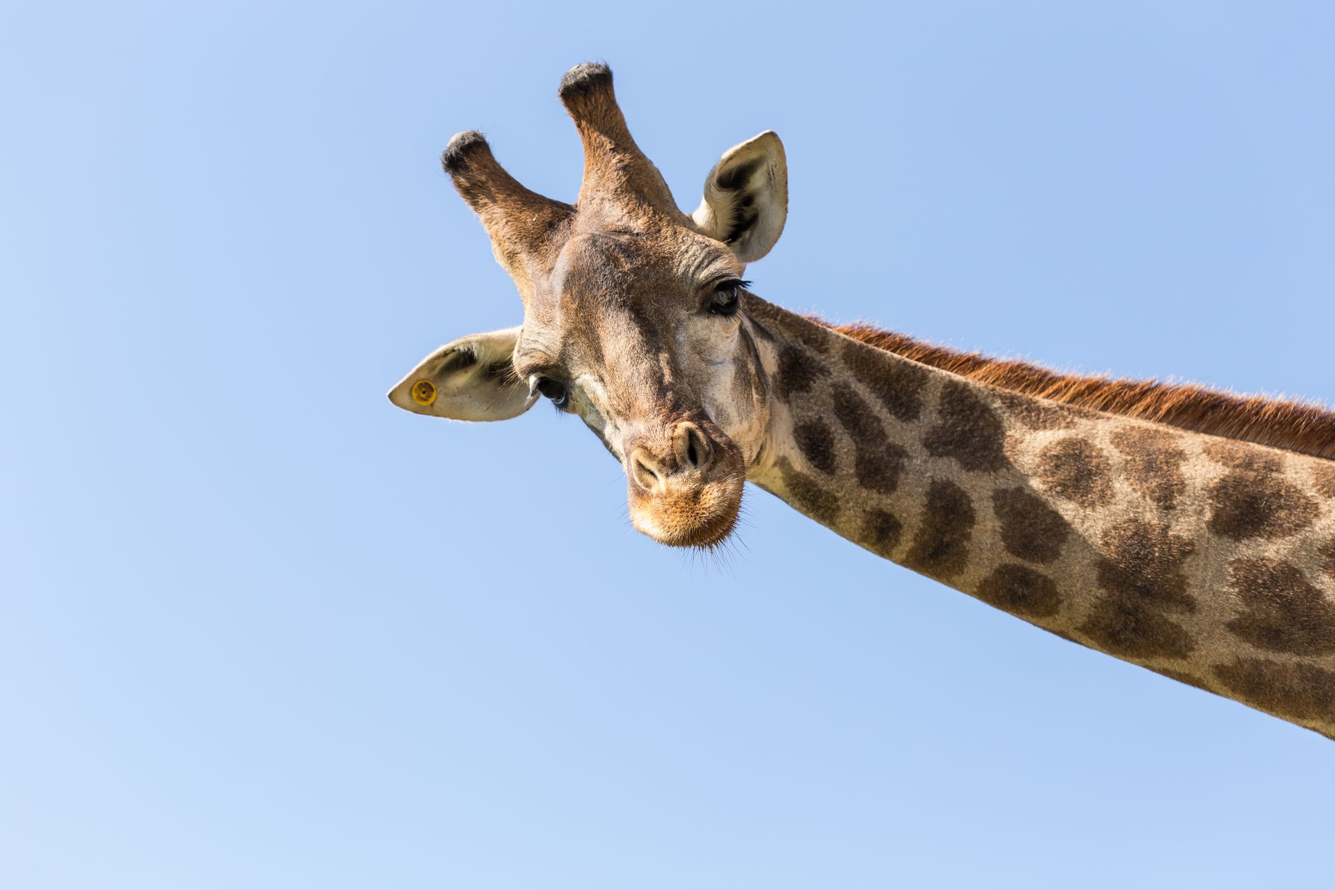 A giraffe is looking up at the camera with a blue sky in the background.