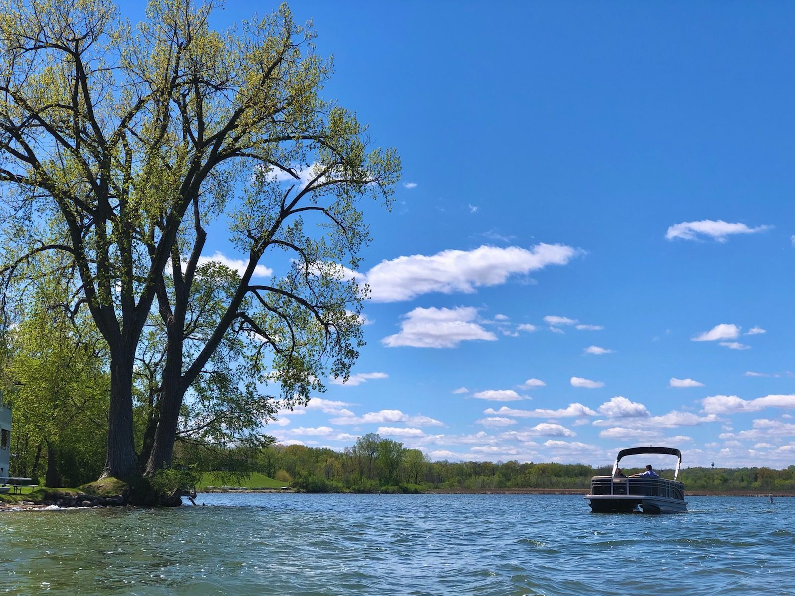 A boat is floating on a lake next to a tree.