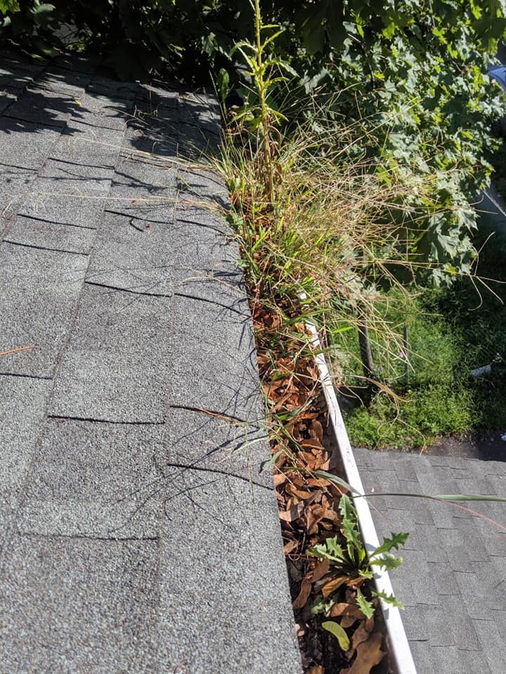 A roof with a gutter filled with leaves and grass.