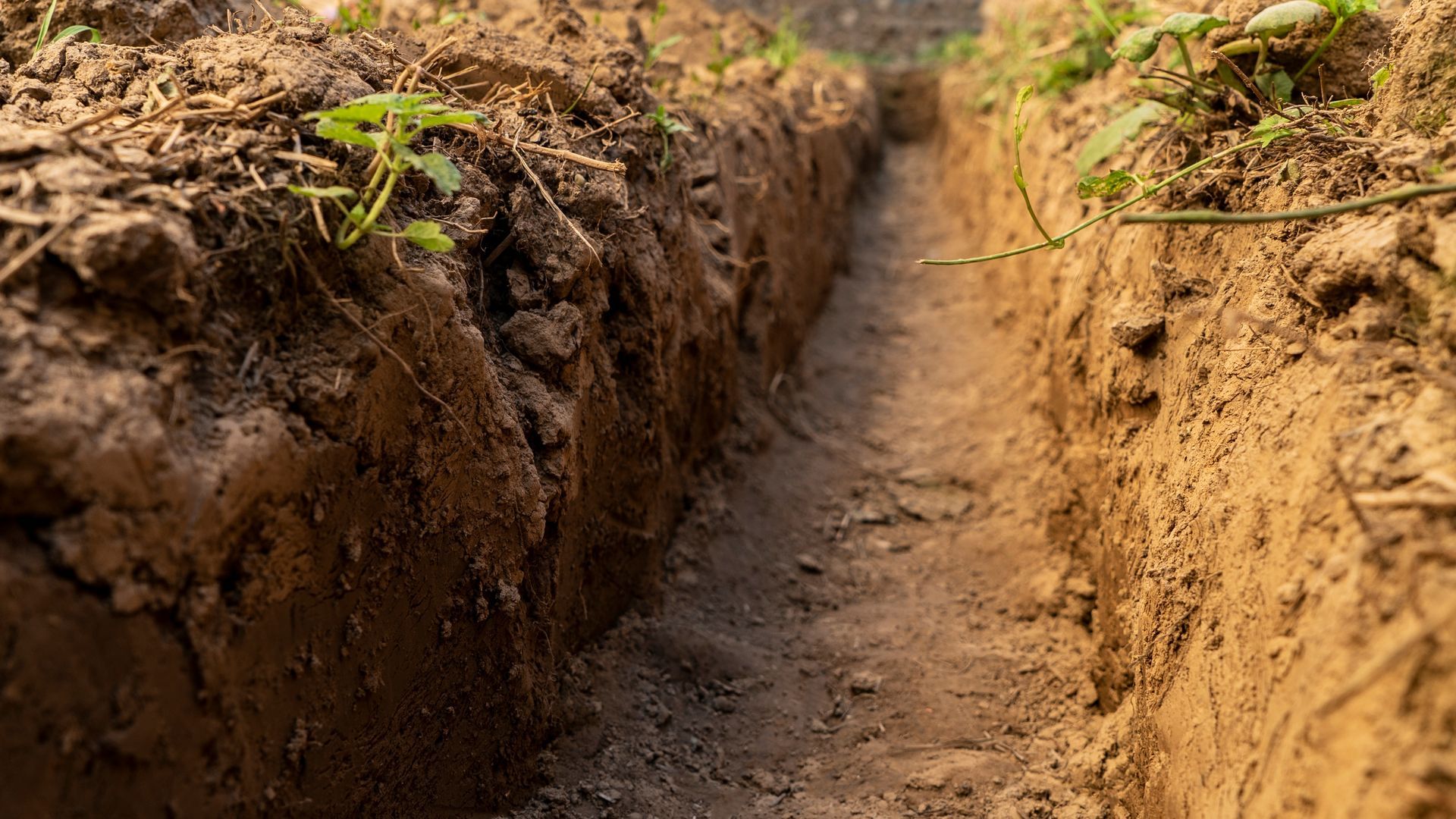 A trench in the ground with plants growing out of it.