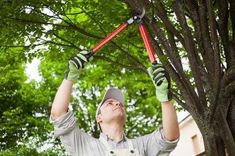 Pruning And Maintenance — Chris Hackett Tree Services  In Ballina NSW