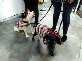 Dogs With Costume — Medina, OH — Medina Creative Housing