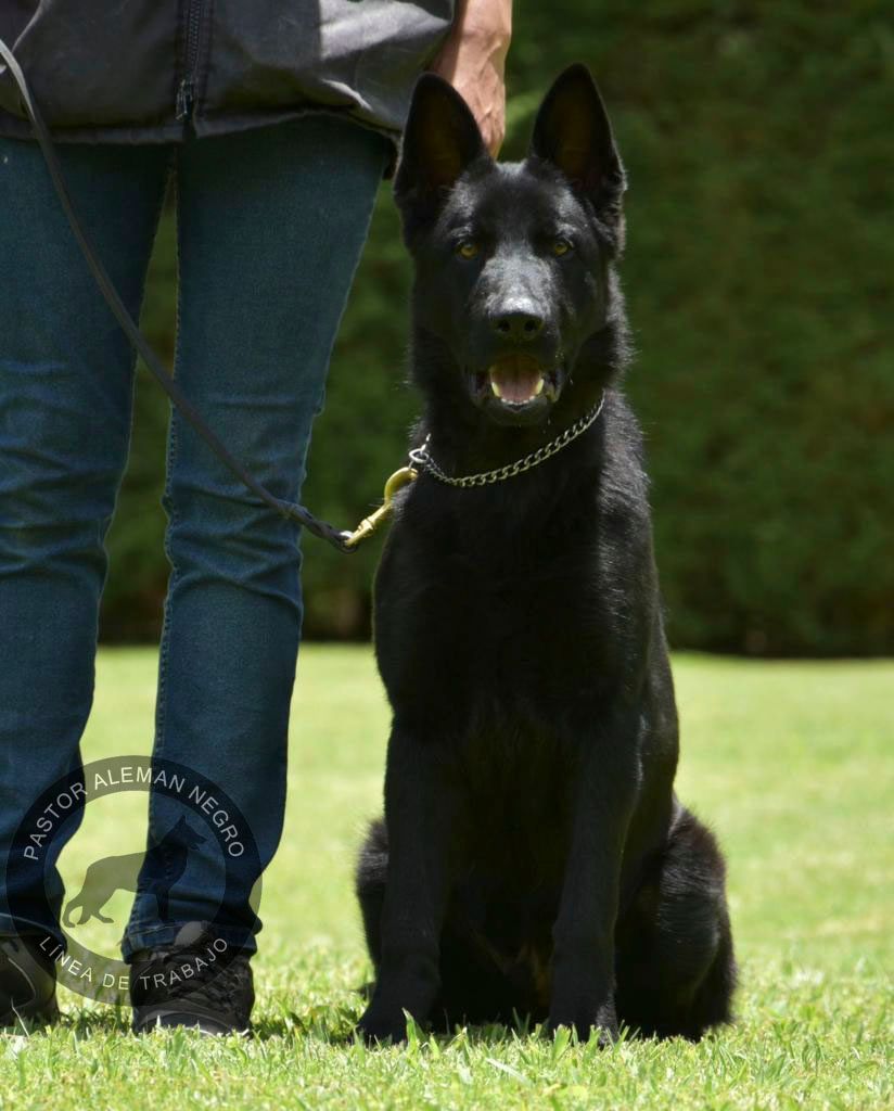 mont blac protection dogs