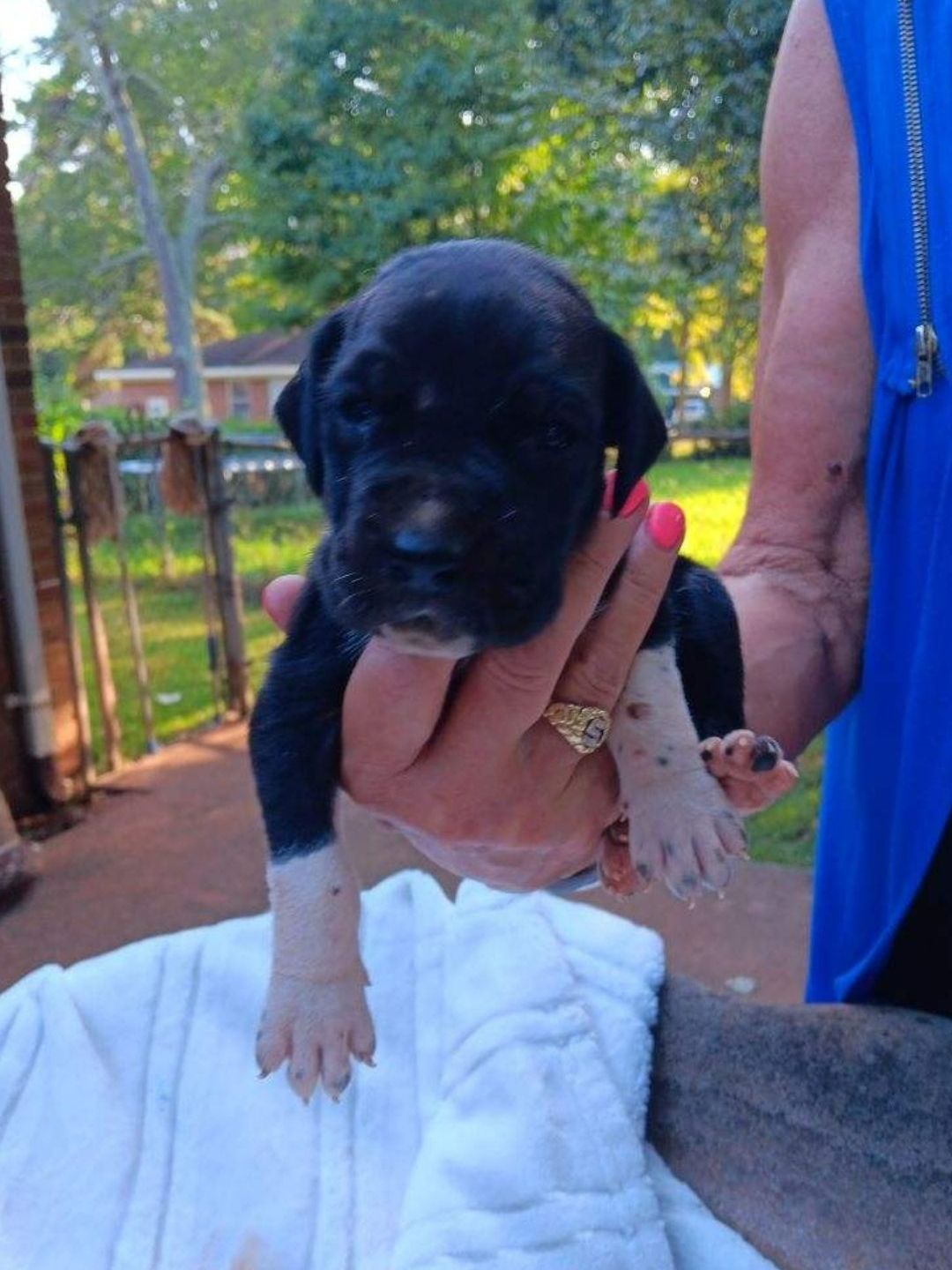 Puppy — Charlotte, NC — Angel Danes of Charlotte