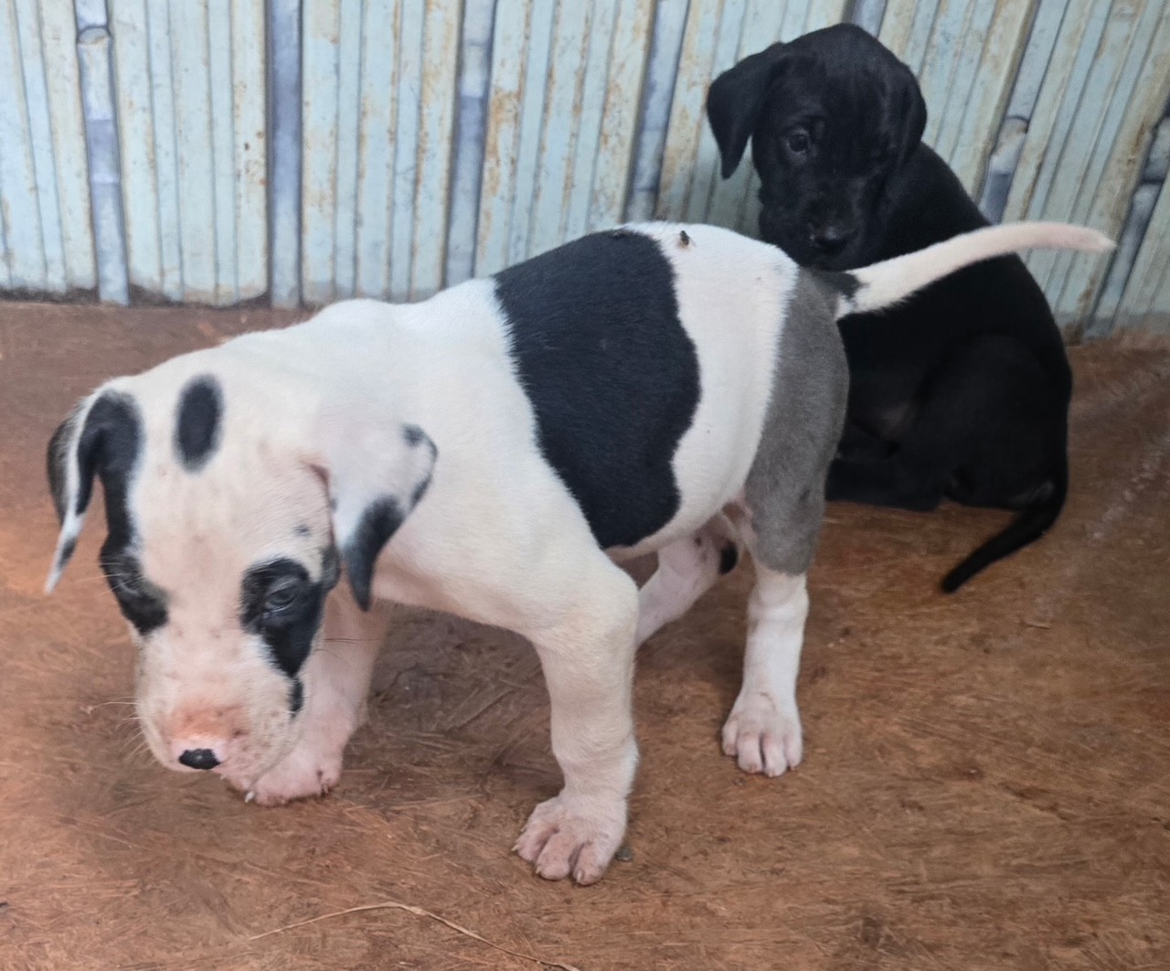Two black and white puppies are standing next to each other