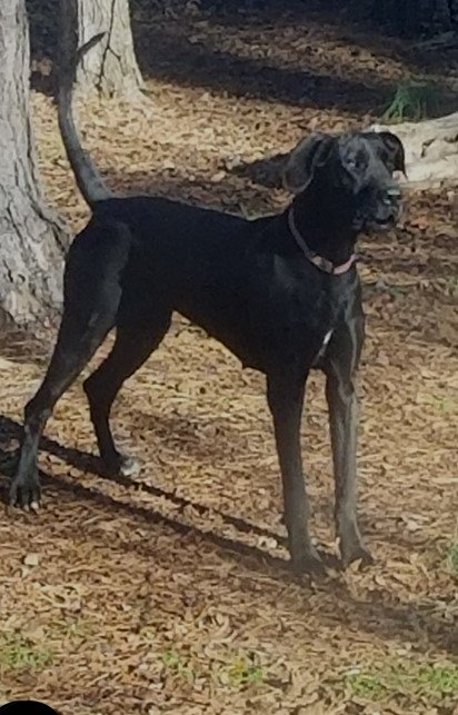 Dog Playing — Charlotte, SC — Angel Danes of Charlotte