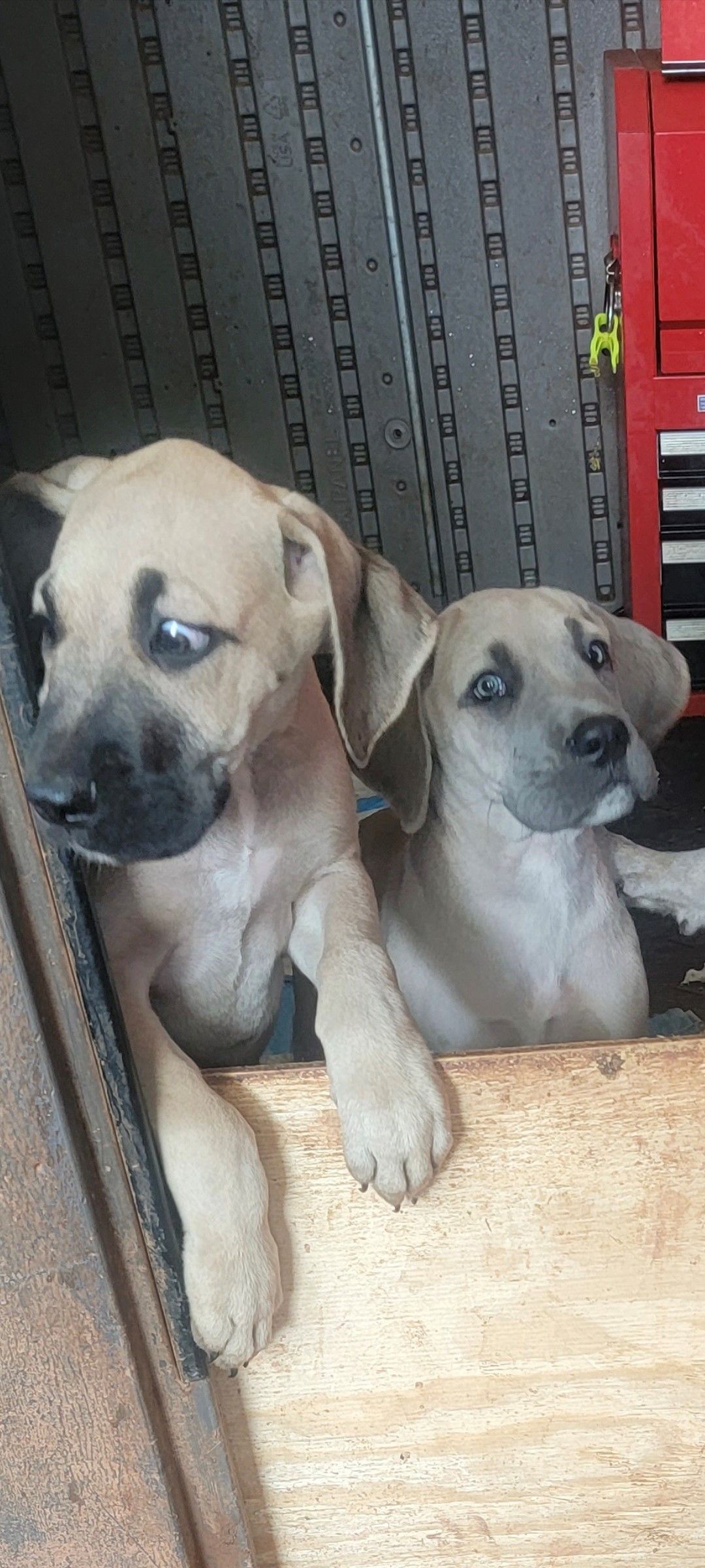 2 puppies in a bucket — Charlotte, SC — Angel Danes of Charlotte