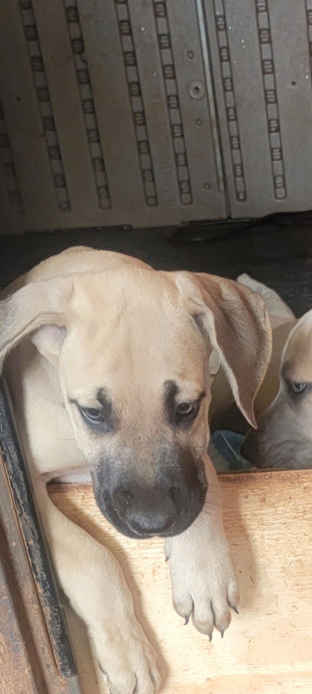 One puppy in a bucket— Charlotte, SC — Angel Danes of Charlotte