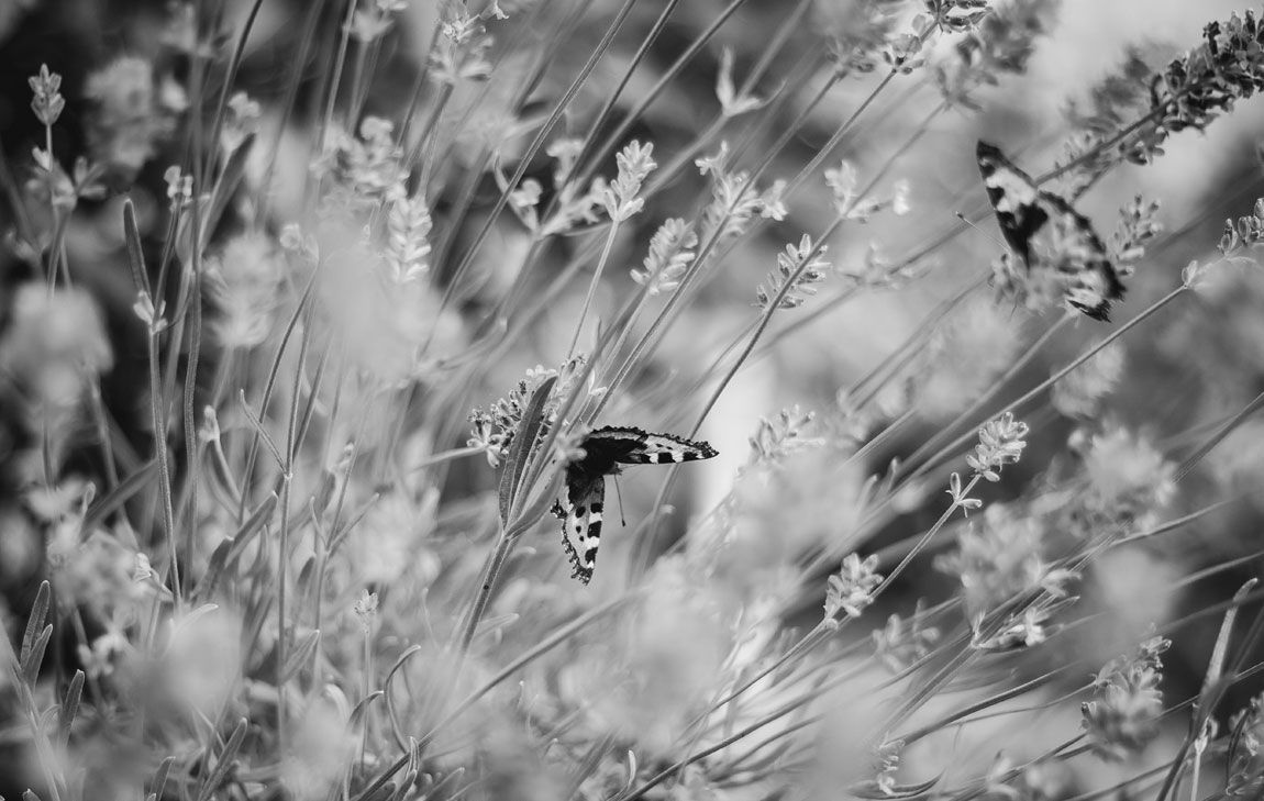 Soft-focused butterflies resting among delicate wildflowers, symbolizing peace, remembrance, and the gentle gathering of loved ones at the time of cremation.